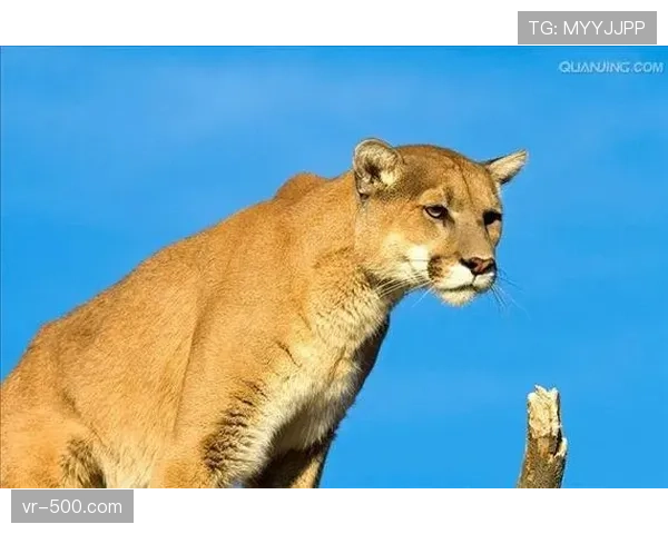 场外一瞥：狂风暴雨导致部分球迷延误，佛罗里达美洲豹队开放场馆提前入场